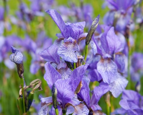 Closeup of violet wild iris on green meadow