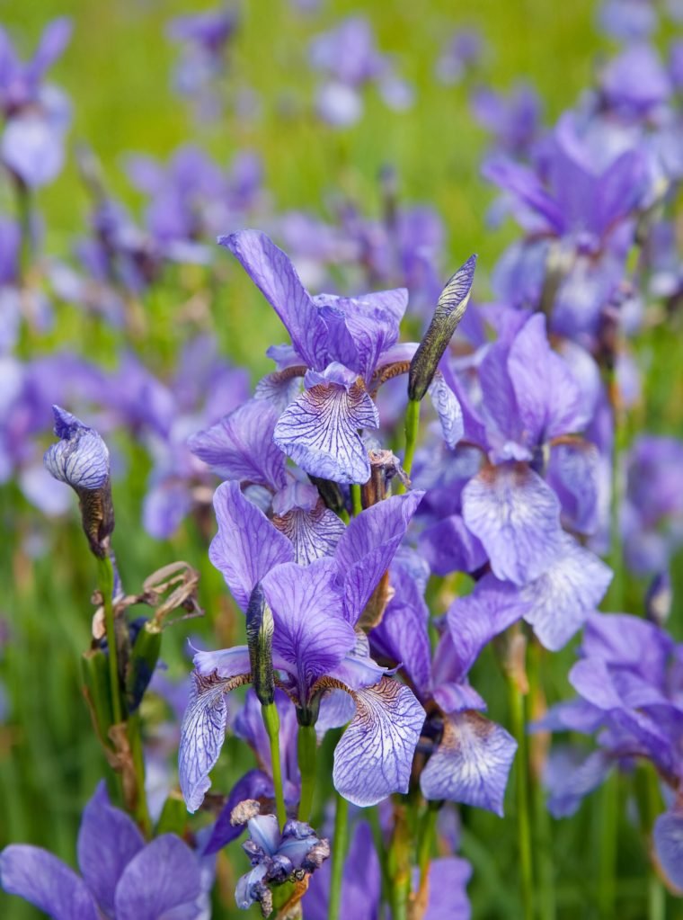 Closeup of violet wild iris on green meadow