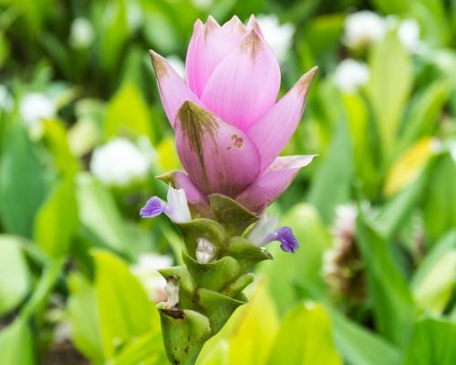 Pink Siam Tulip in the garden